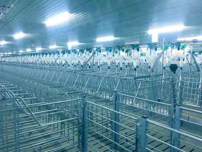 171天，見證希望速度 嘉祥7500頭母豬場項目順利竣工